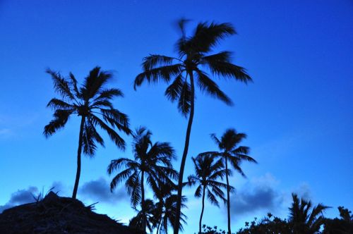 palm nature blue