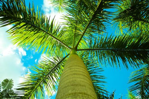 palm sky vacation