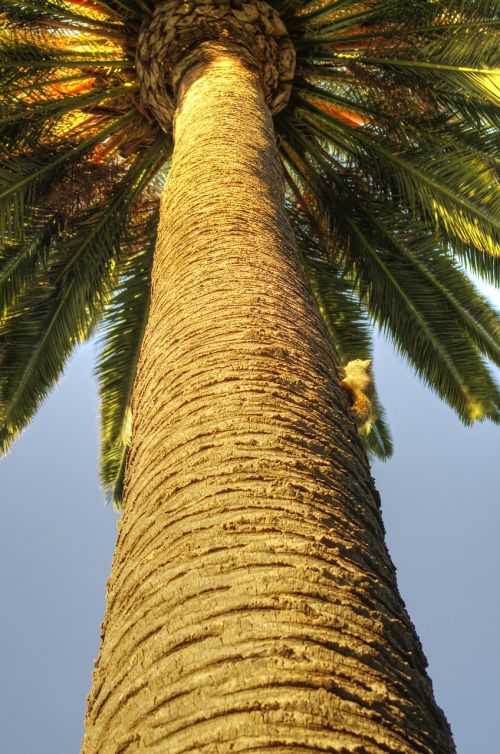 palm squirrel nature