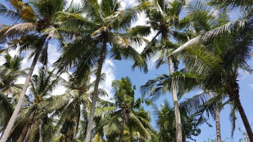 palm tree tropical