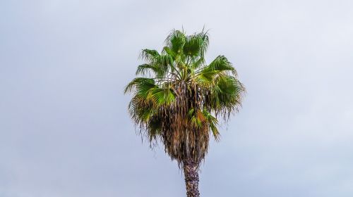 palm tropics tenerife