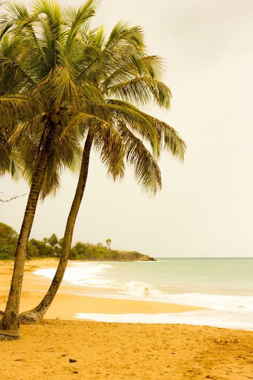 palm beach guadeloupe