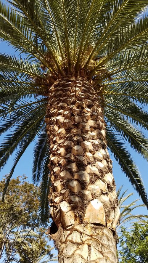 palm tree frond