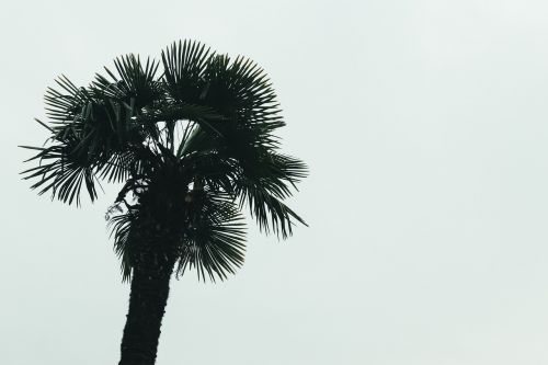 palm tree clear