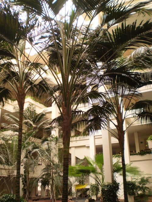 palm trees resort