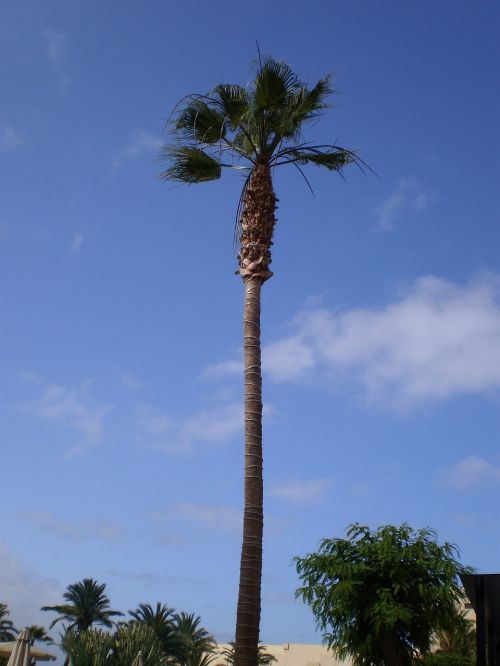 palm tree tall