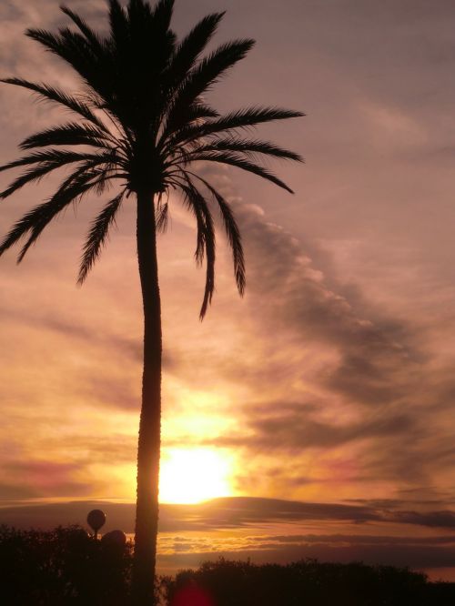 palm romance sunset