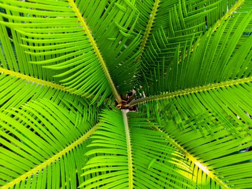 palm james palm tree