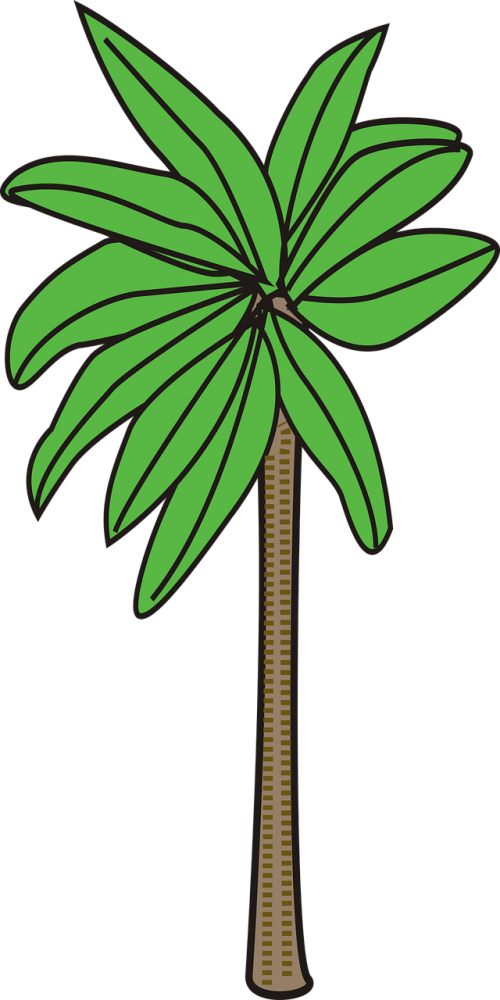 palm plant tree