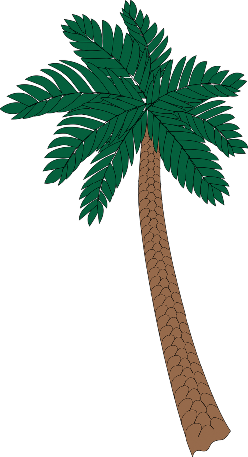 palm plant tree