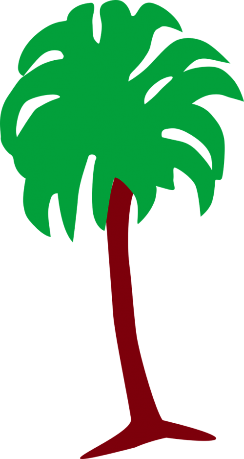 palm plant tree