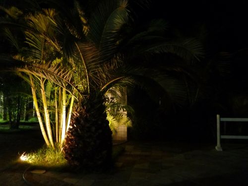 palm treee palm tree