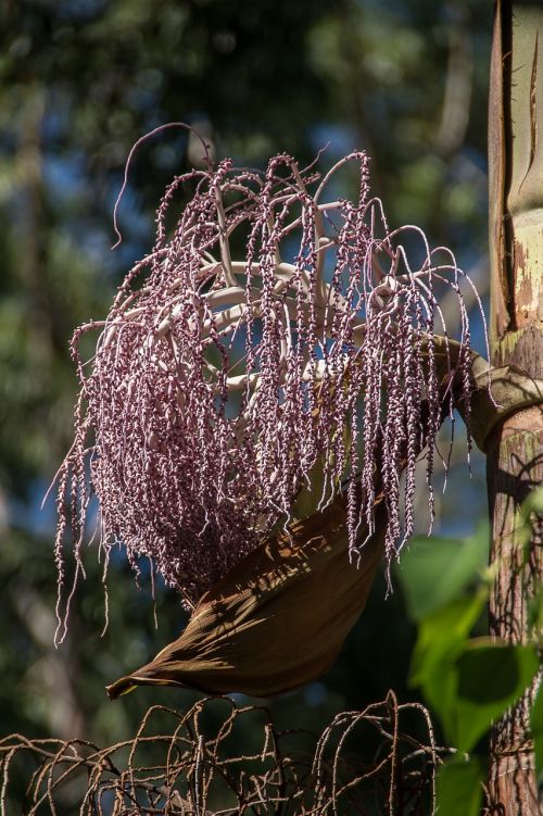 palm bangalow palm flowers