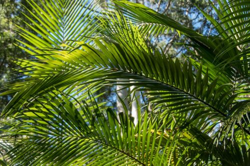 palm bangalow palm frond