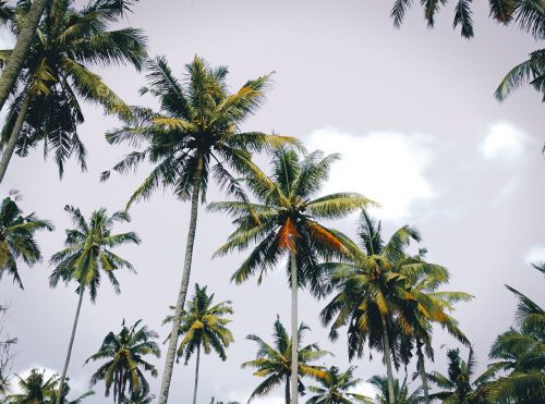 palm daisy blossom