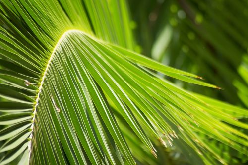 palm palm leaves leaf