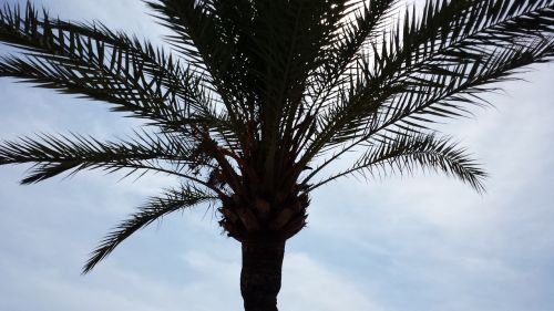 palm palma de mallorca palm leaves
