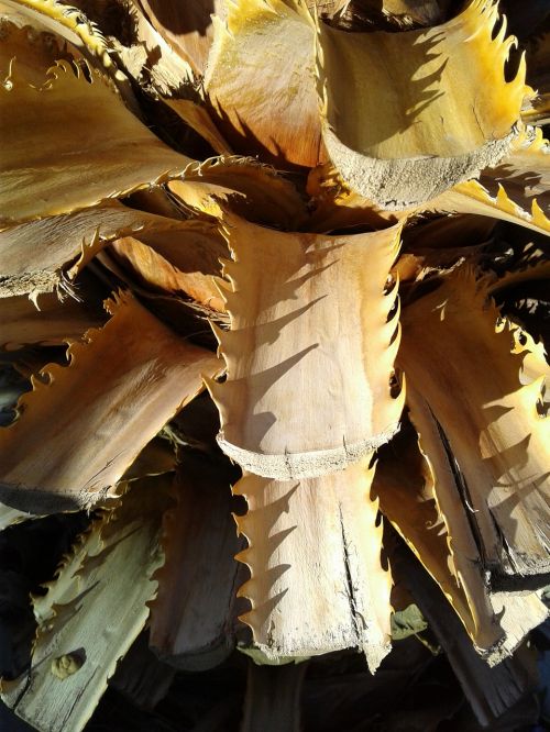 palm leaves cut