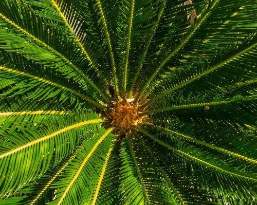 palm spiny palm palm tree