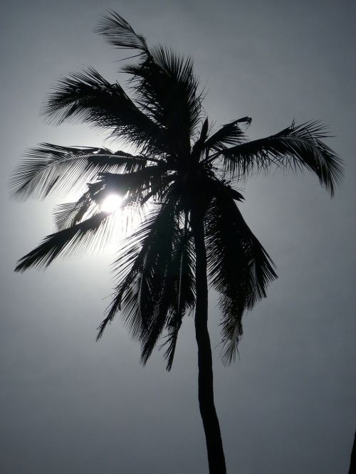 palm sun sunset