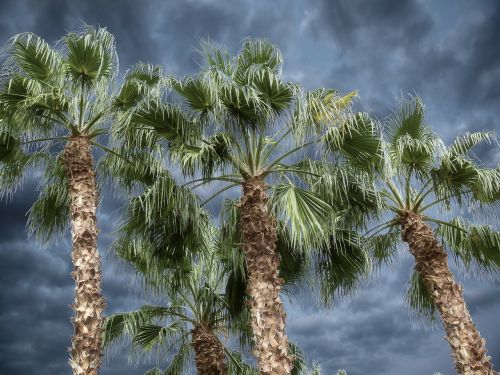 palm bark palm tree
