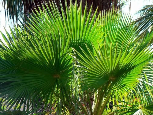 palm washingtonia foliage