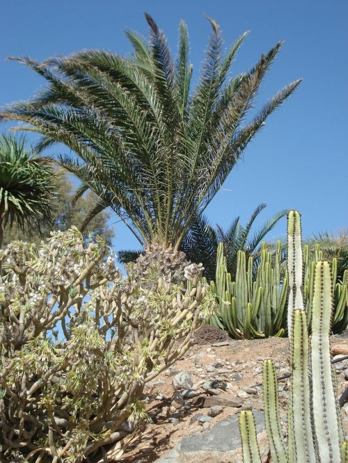 palm trees mediterranean