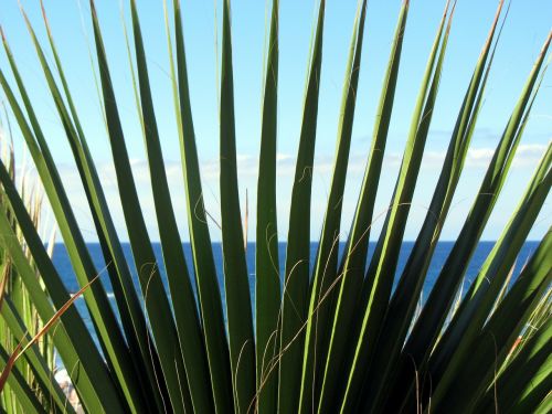 palm james prickly