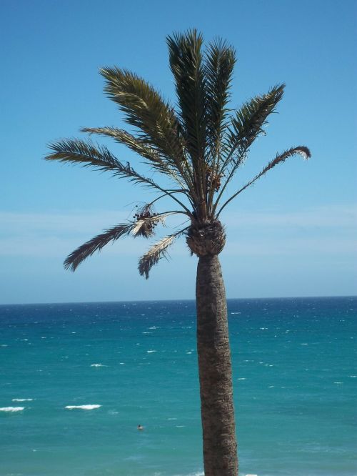 palm sea fuerteventura