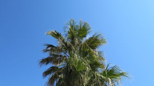 palm sky summer