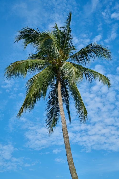 palm blue tree