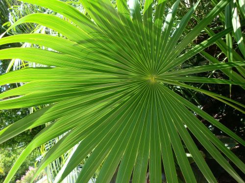 palm palm tree leaves