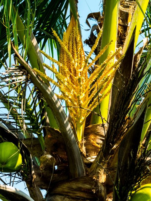 palm coconut tree coconut