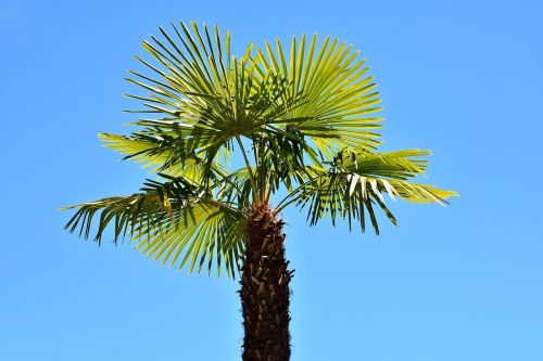 palm summer holidays