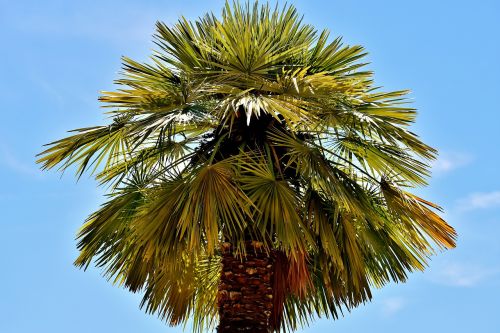 palm summer holidays