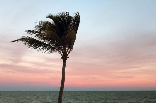 palm sunset evening sky