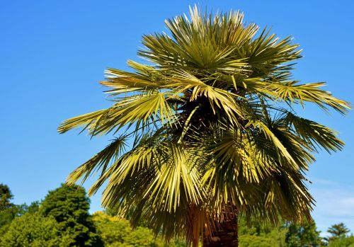 palm plant fan palm