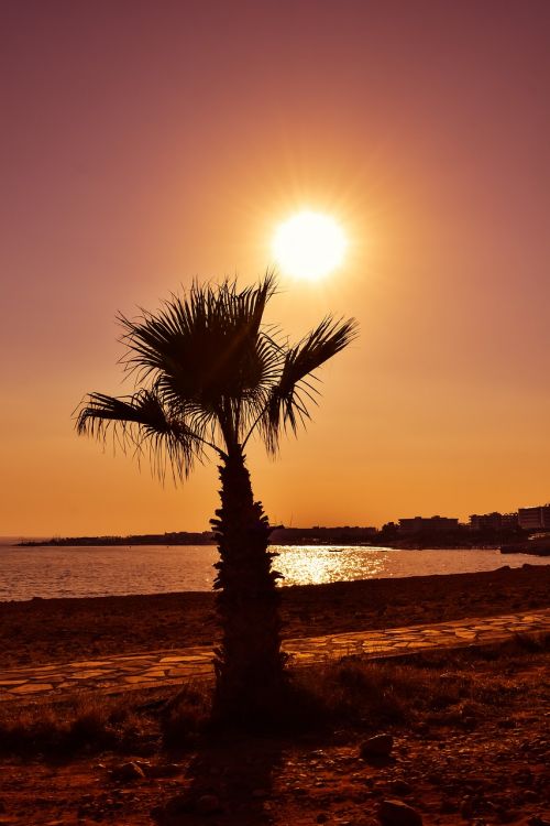 palm sunset sun