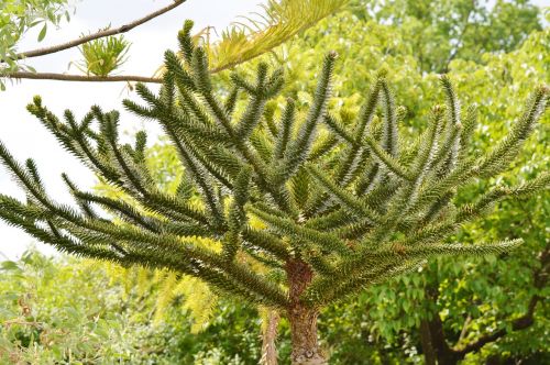 palm araucaria plant