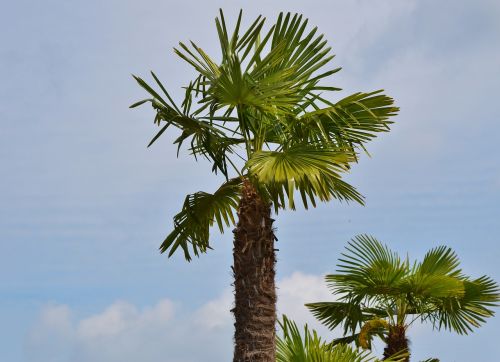 palm plant fan palm