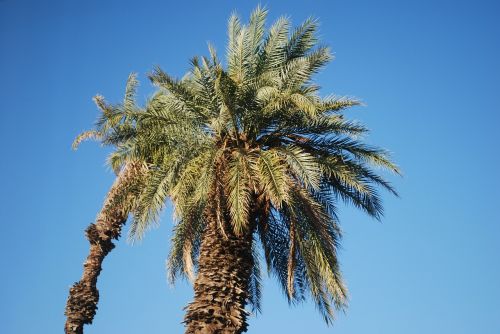 palm tree plant
