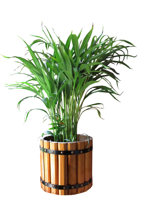 palm in pot