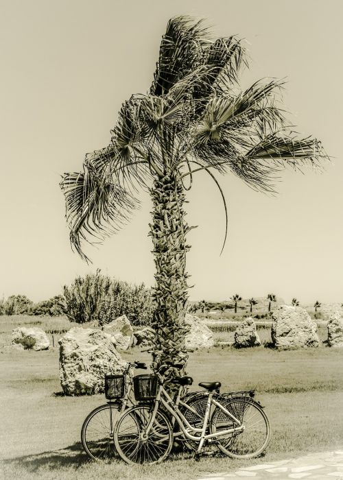 palm bikes landscape