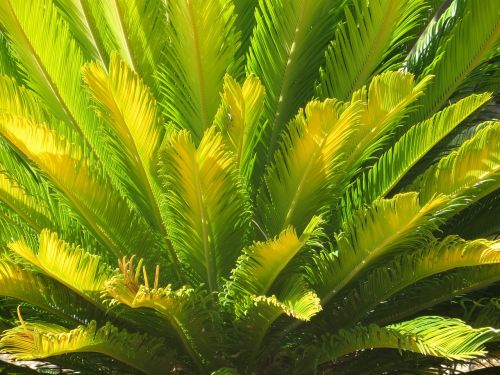 palm plant desert
