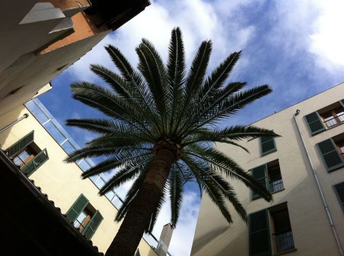 palm courtyard majorca