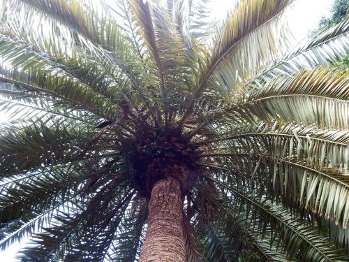palm plant subtropical