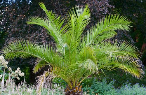 palm garden nature