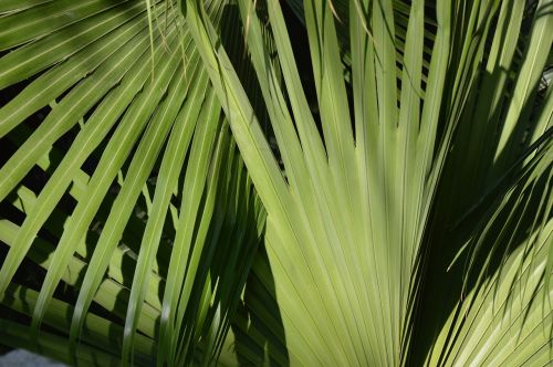 palm leaves tree