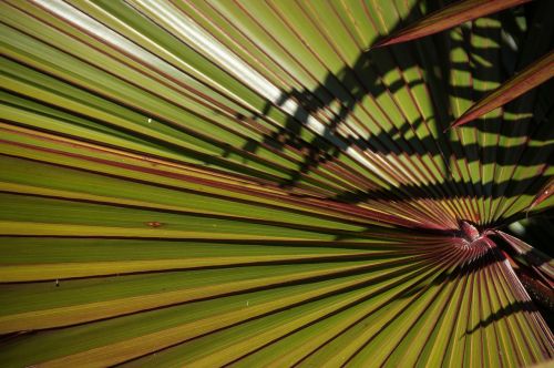 palm fan frond