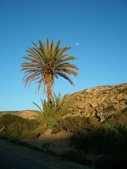 palm evening sky moon